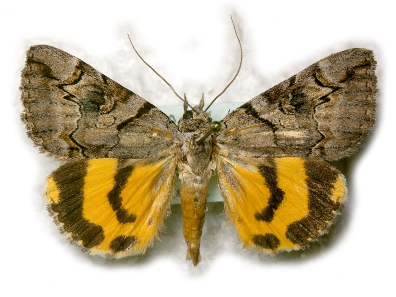 Catocala hymenaea (Denis & Schiffermuller, 1775)